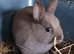 Netherland dwarf cross mini rex rabbits