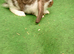 Giant French lops