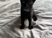 Black and white male kitten