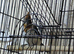 Red - crested  Cardinal  for sale 2026