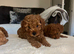 *3 DEEP RED CAVAPOO PUPPIES LEFT*