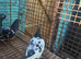 Pigeons for sale