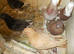WESTENGLAND AND TUBLERS FOR SALE..