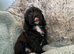 Doxipoo