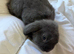 Mini lops 10 weeks old male & females