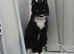 long hair female cat