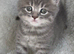 Maine coone x British shorthair