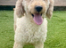 Miniature F2 golden doodles