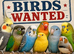 BUDGIES WANTED - MORE THE BETTER - CASH WAITING
