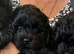 Lhasapoo puppy