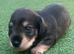 Beautiful miniature schnauzer's x miniature dachshunds