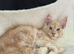 6m old Maine Coon