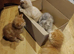 Kittens ready for rehoming