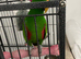 Hand tame eclectus parrot