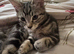 Mixed bengal