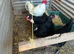 Trio naked neck large chickens