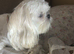 Five Beautiful White Imperial / Tea- Cup Shih Tzu&rsquo;s