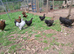 Various pullets