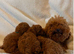 Fox Red Toy Poodle Boy Ready Now