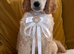 Standard poodle pups