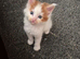 Maine coon kittens
