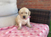 Kc reg ready to leave golden retriever