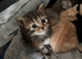 British blue cross Norwegian forest kittens