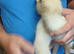 Ferrets for sale in southampton.