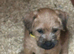 Jack Russell x Border Lakeland puppies