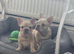 French bulldog puppies/DNA health tested parents