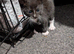 British shorthair kitten for sale