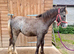 Pretty Welsh C x Cob Filly