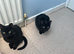 Maisie & Luca (2 black cats)