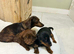 dachshund puppies for sale