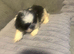 Beautiful shihtzus for sale