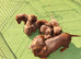 Dachshund chocolate and tan puppies