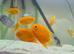 Tropical fish