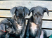 KC reg Deerhound Puppies