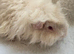 4/5 Month Lunkarya Boar