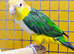 Baby yellow thigh Caique