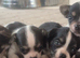 happy healthy litter of chihuahua puppies