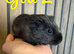 8 week old guinea pigs