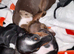 5 dachshund puppies for sale