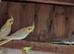 Pearl aviary cockateils