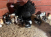 Pekin bantam chicks for sales