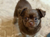 Pomchi puppy