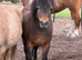 Mini Shetland mare