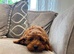 Cavapoo F1b