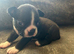 Boston Terrier Puppies