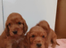 Cocker Spaniel Puppies